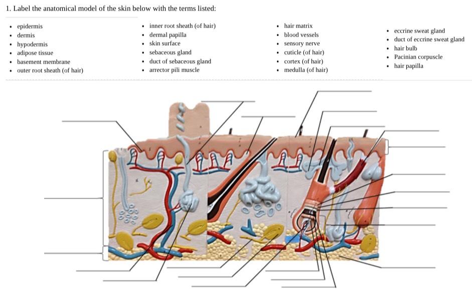 Solved Label the anatomical model of the skin below with the | Chegg.com