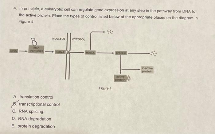 Solved 4. In principle, a eukaryotic cell can regulate gene | Chegg.com