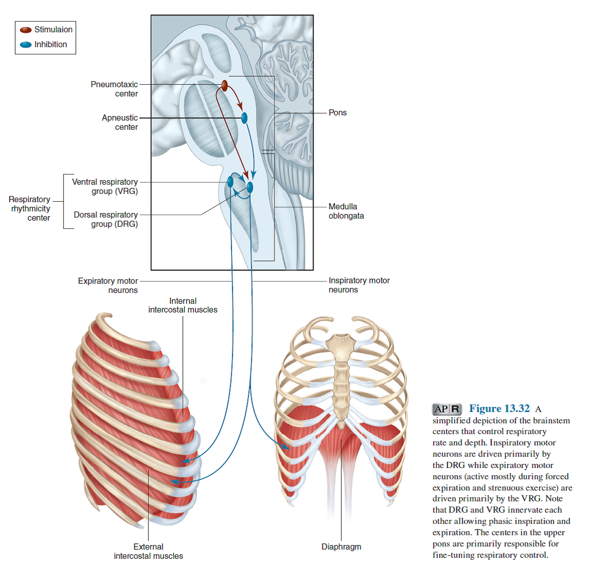 Solved If The Spinal Cord Were Severed Where It Joins The Brainst Chegg Com