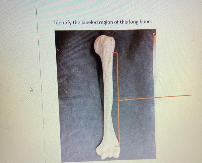 Solved Identify the labeled region of this long bone. | Chegg.com