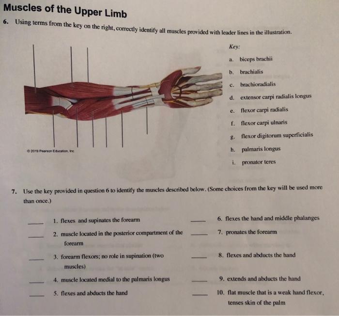 Solved Muscles of the Upper Limb 6. Using terms from the key