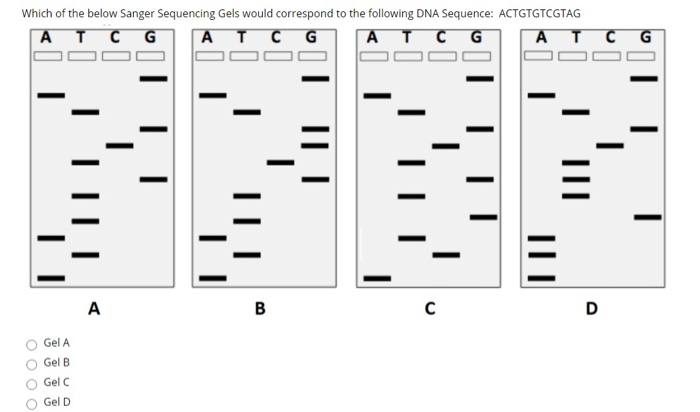 Solved Which of the below Sanger Sequencing Gels would | Chegg.com