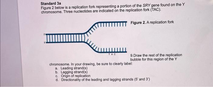 Solved Standard 3a Figure 2 below is a replication fork | Chegg.com