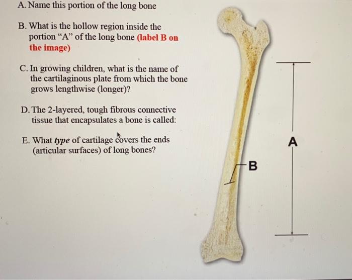 Solved A. Name this portion of the long bone B. What is the