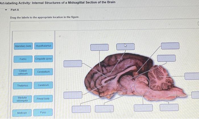 midsagittal section of the brain labeled