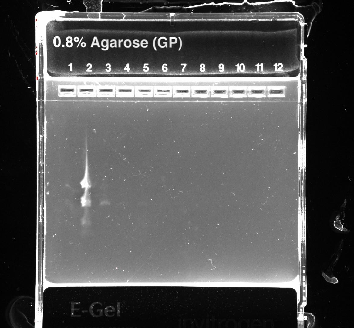 \( 0.8 \% \) Agarose (GP)
\begin{tabular}{l|llllllllll} 1234 & 2 & 5 & 6 & 8 & 9 & 10 & 12 \end{tabular}