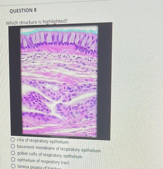 Solved QUESTION 1 The diagram illustrates the respiratory | Chegg.com