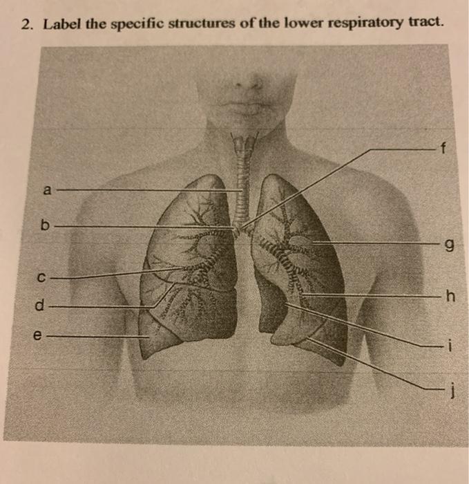 Solved label the specific structures of the upper and lower | Chegg.com