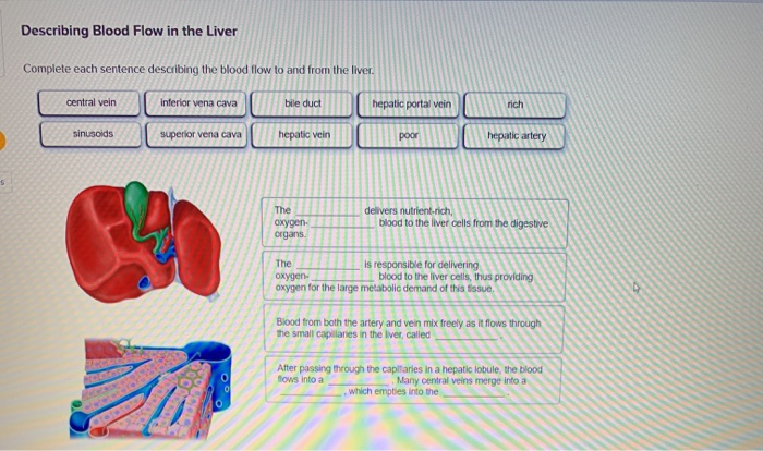 solved-describing-blood-flow-in-the-liver-complete-each-chegg