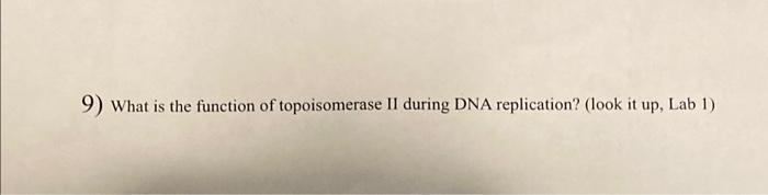 Solved 9) What is the function of topoisomerase II during | Chegg.com