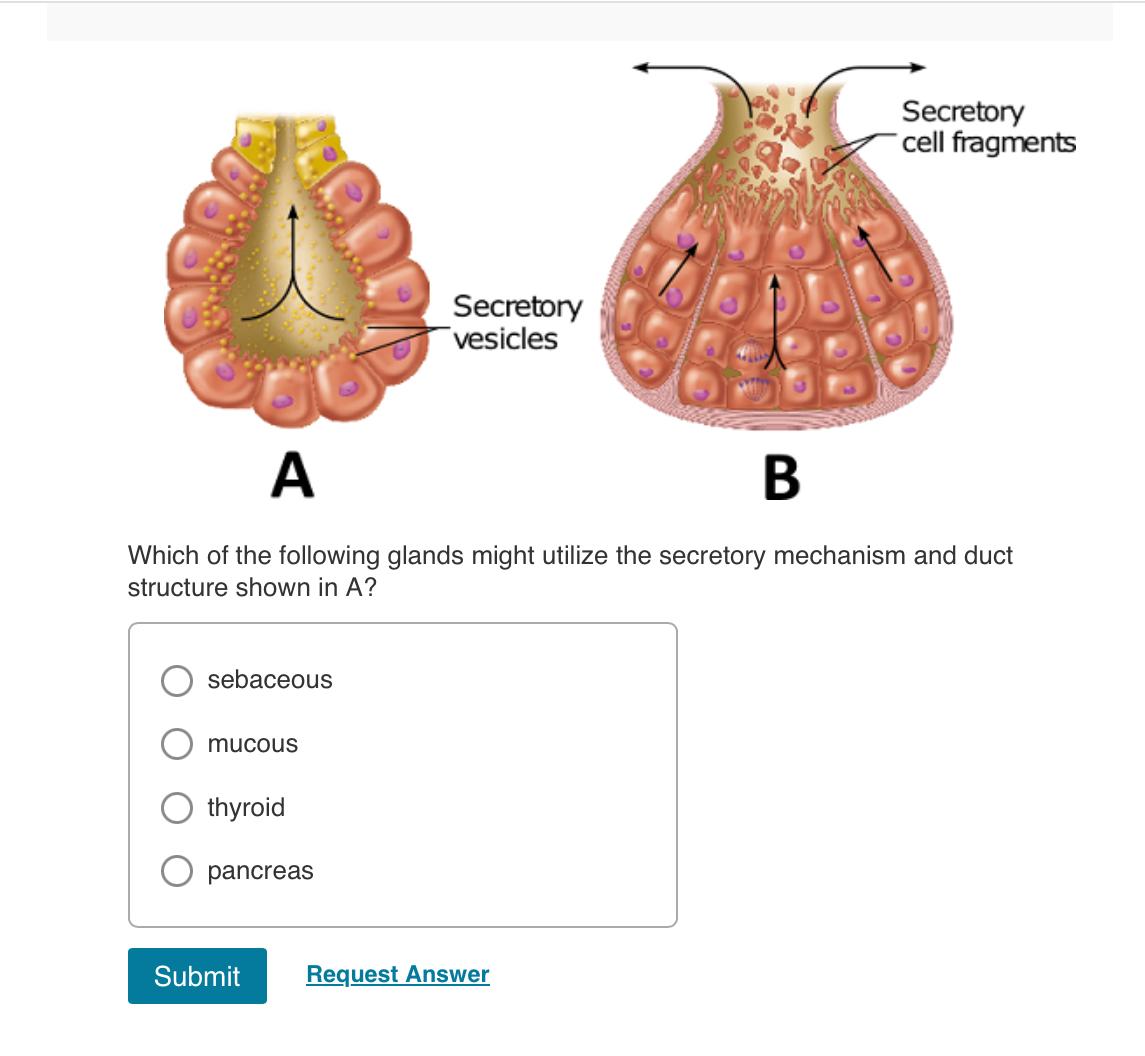 Solved ABWhich of the following glands might utilize the | Chegg.com