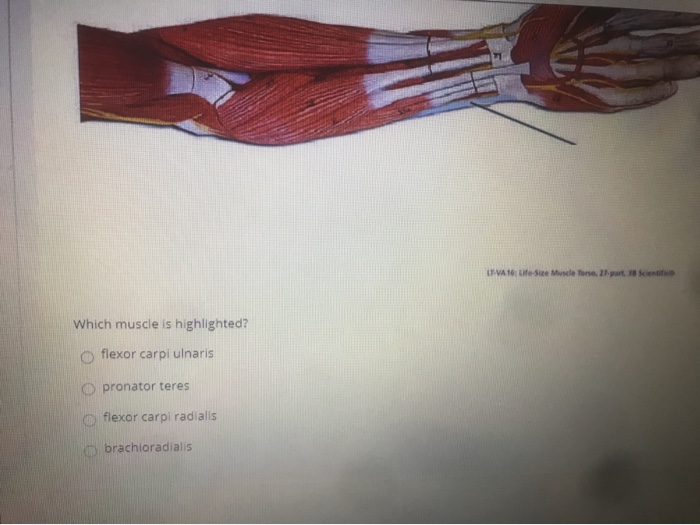 Solved LT VA 16 Life-size Muscle Torso, 27. partScientific | Chegg.com