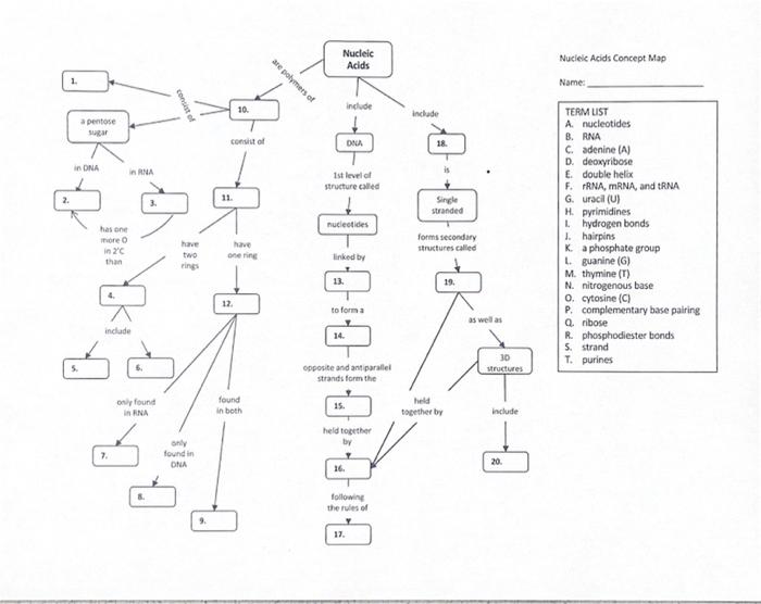 nucleic acid concept map answer key