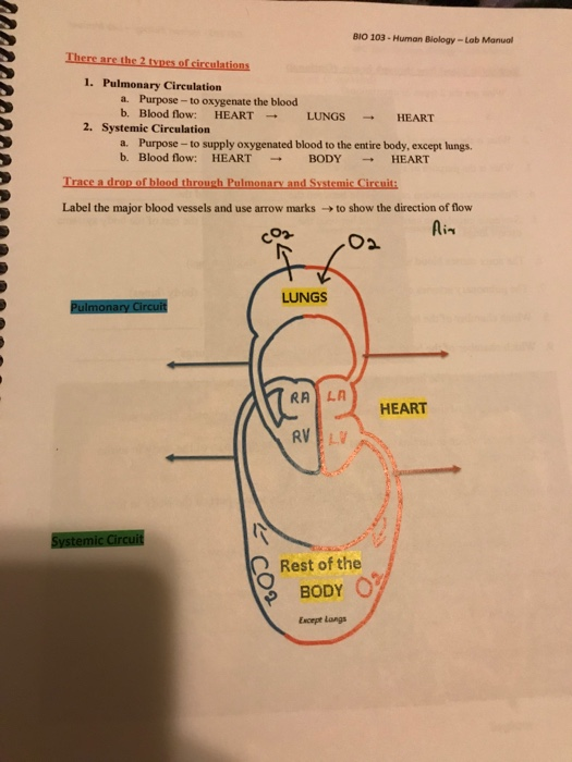 Solved BIO 103 Human Biology Lab Manual Label the parts .