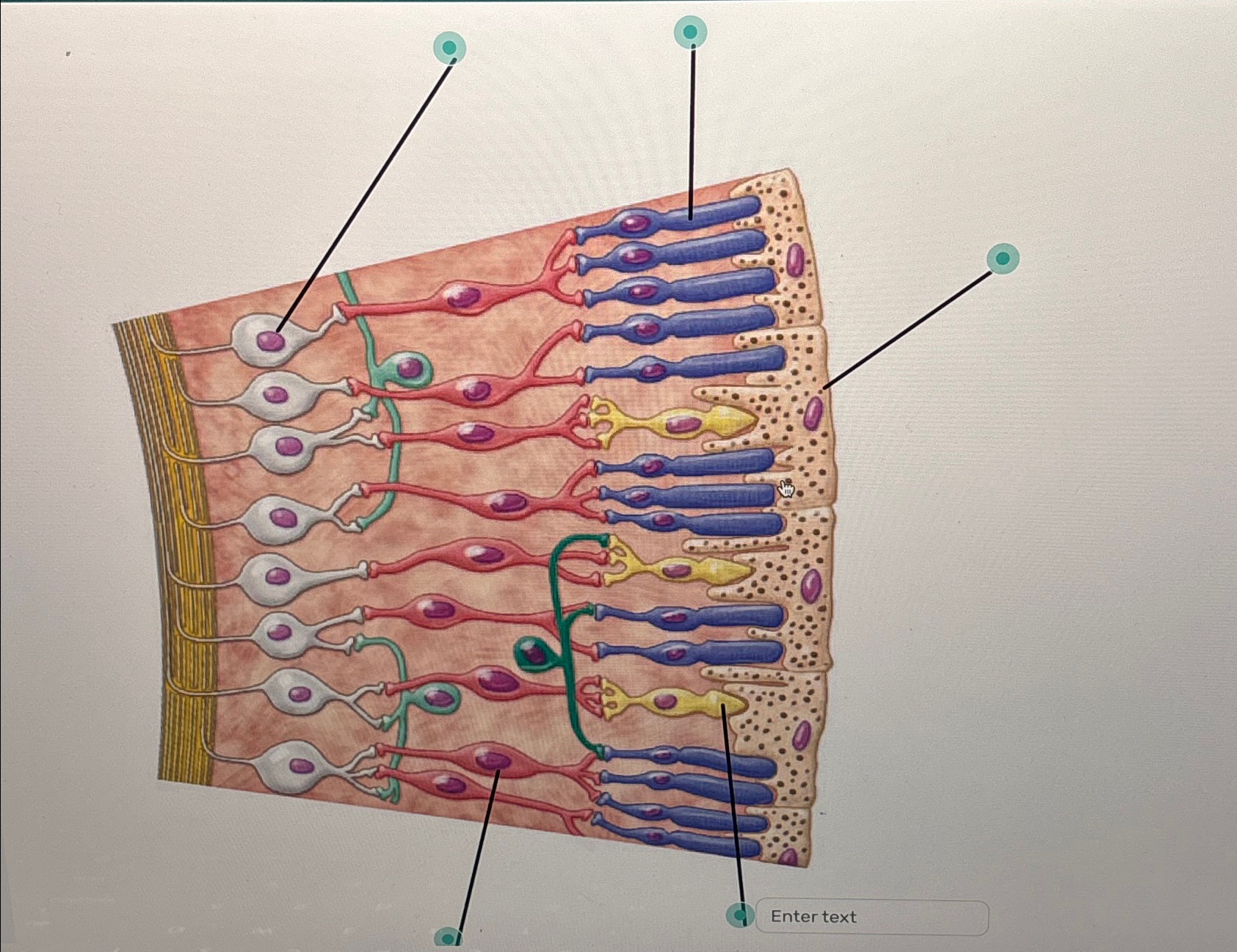 Solved Label the cells of the retina below.Use the following | Chegg.com
