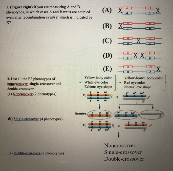 Solved 1 Figure Right If You Are Measuring A And B Chegg Com