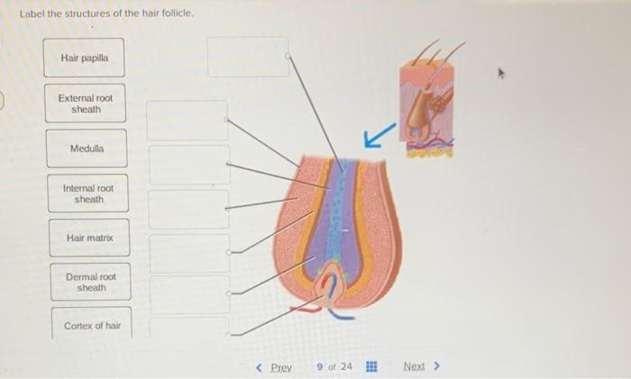 Solved Label the structures of the hair follicle, Hair 