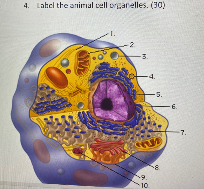 Solved 4. Label the animal cell organelles. (30) 1. -2. -3. 