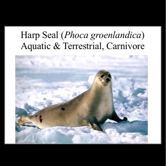 Solved Attribute Table for Drawing Trees Diet