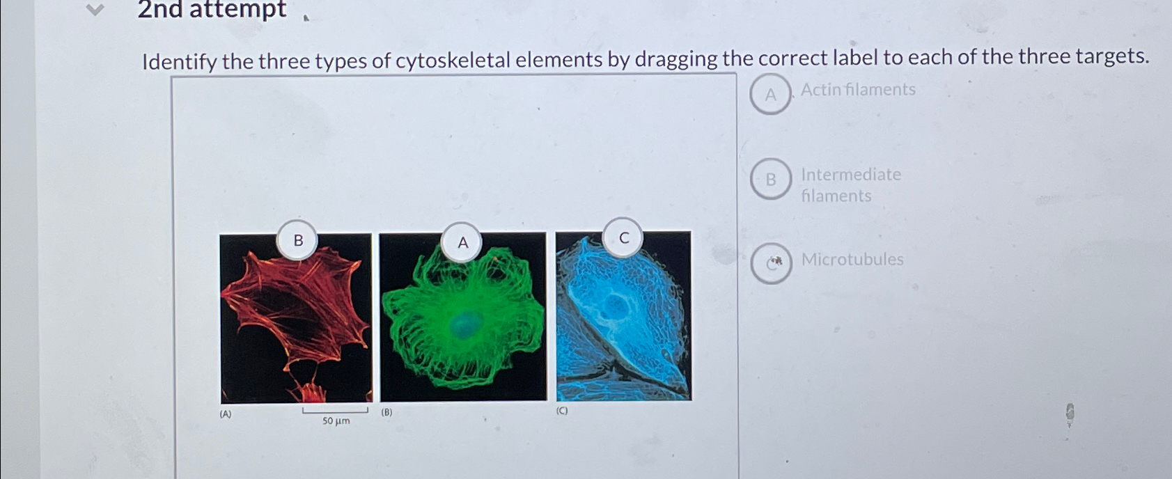 Solved 2nd attemptIdentify the three types of cytoskeletal | Chegg.com