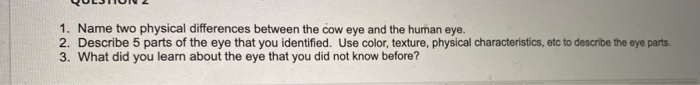 Solved 1. Name two physical differences between the cow eye | Chegg.com