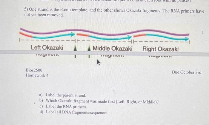Solved 5) One strand is the E.coli template, and the other | Chegg.com