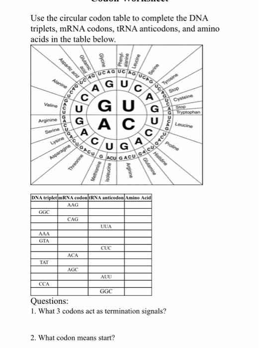 Solved Use The Circular Codon Table To