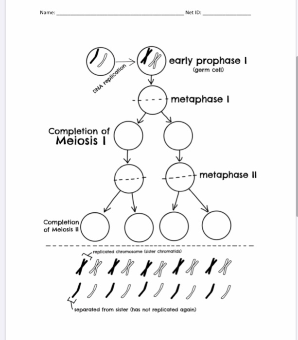 Solved Name Net Id E Early Prophase Germ Cell Dna Re