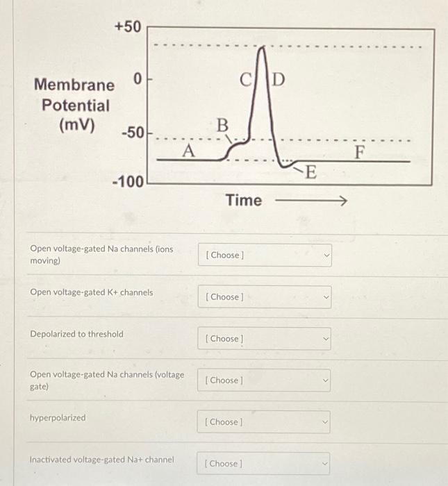 Solved Open voltage-gated Na channels (ions moving) Open | Chegg.com