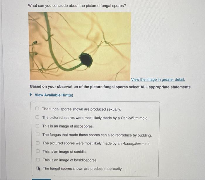Solved What can you conclude about the pictured fungal | Chegg.com