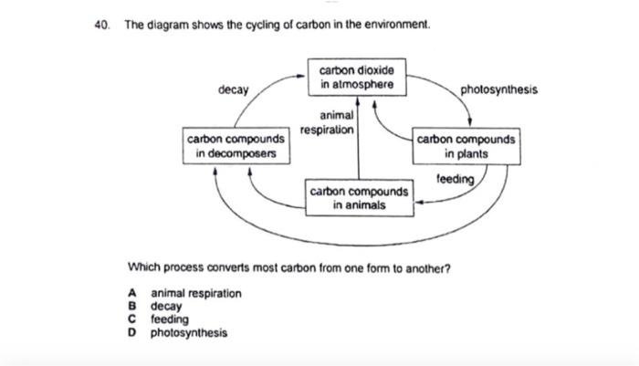 Solved 40. The diagram shows the cycling of carbon in the | Chegg.com