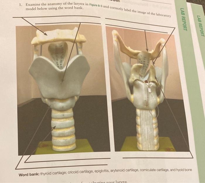 thyroid cartilage model