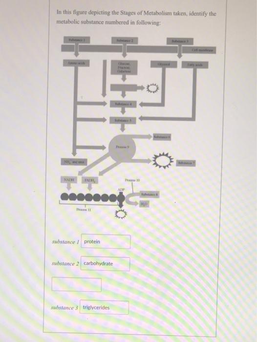 Solved In this figure depicting the Stages of Metabolism | Chegg.com