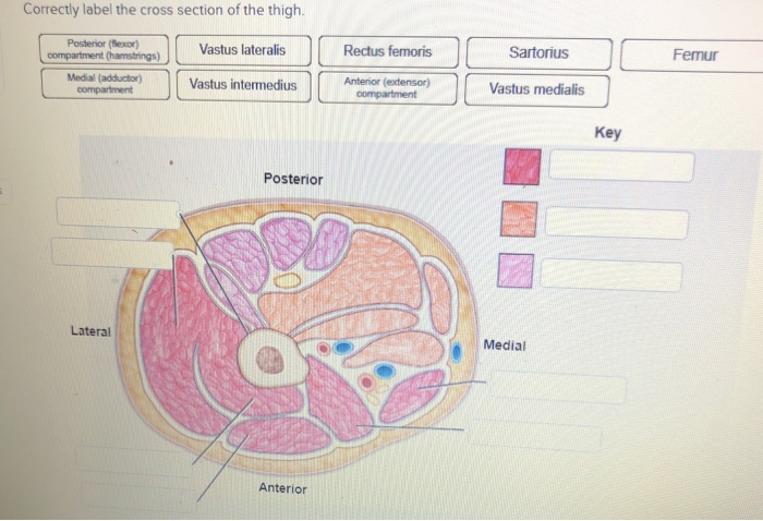 Solved Correctly Label The Cross Section Of The Thigh. | Chegg.com