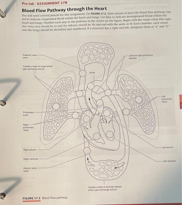 Solved Pre-tab ASSIGNMENT 1TB Blood Flow Pathway through the | Chegg.com