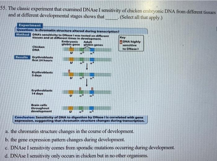 Solved 5. The classic experiment that examined DNAse I | Chegg.com
