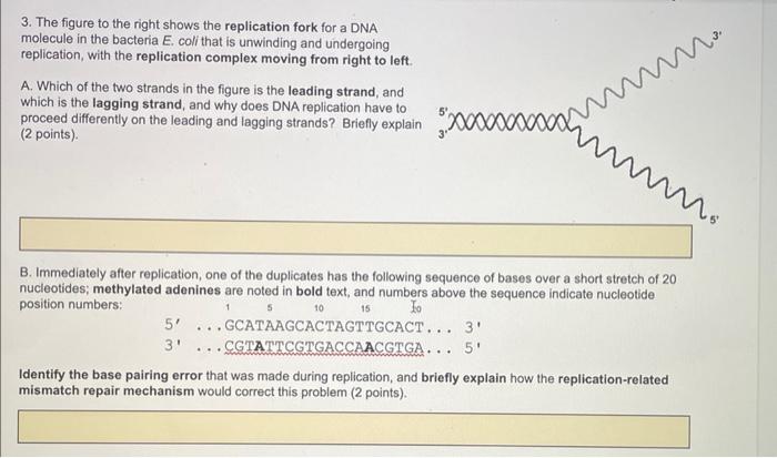 Solved 3. The figure to the right shows the replication fork | Chegg.com