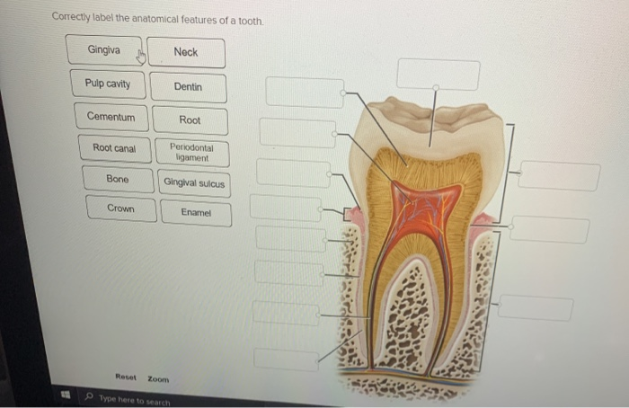 solved-correctly-label-the-anatomical-features-of-a-tooth-chegg