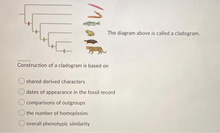 Solved IMGA The Diagram Above Is Called A Cladogram. | Chegg.com