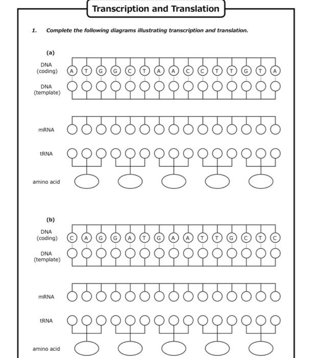 Complete the following diagrams illustrating transcription and translation.