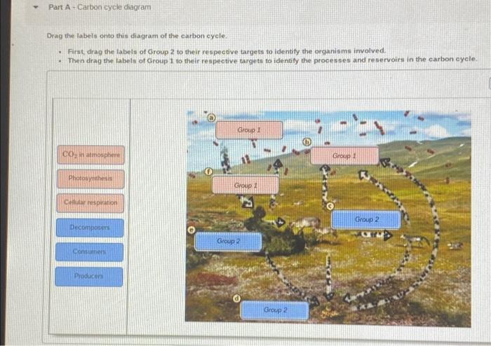 Solved Part A - Carbon cycle diagram Drag the labels onto | Chegg.com
