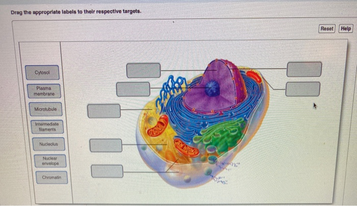 Solved Drag The Appropriate Labels To Their Respective | Chegg.com