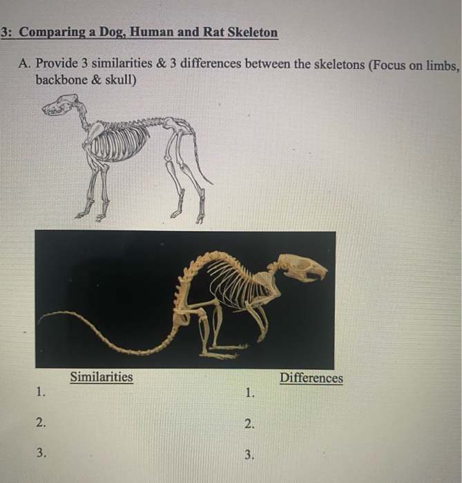 mesonychid skeleton