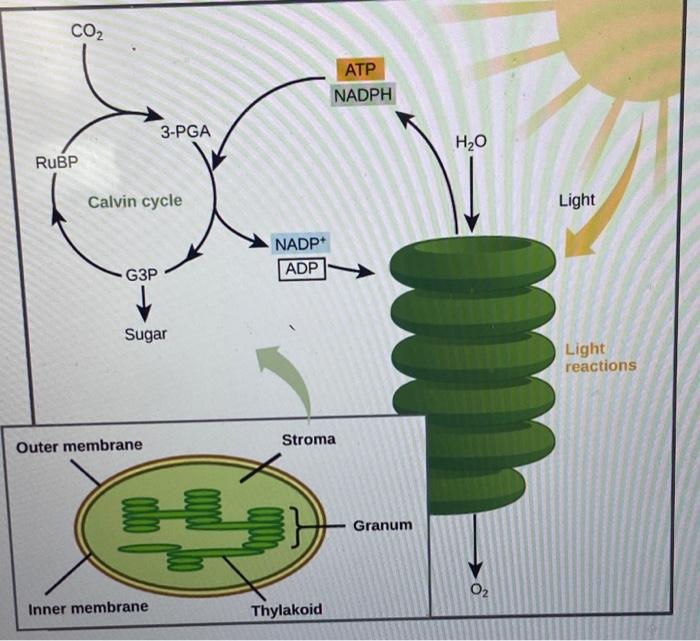 In which of the stages of carbon fixation reaction is