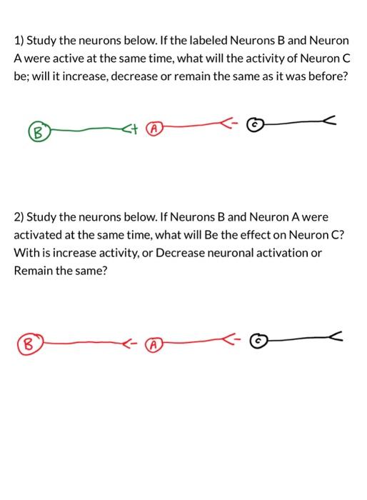 Solved 1) Study The Neurons Below. If The Labeled Neurons B | Chegg.com