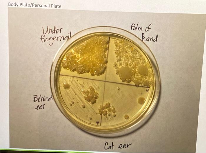 Solved EXERCISE 5 Laboratory Report Diversity of