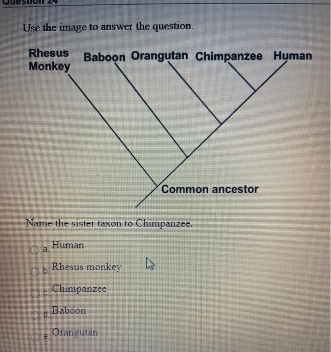 Solved Use the image to answer the question. Rhesus Monkey | Chegg.com