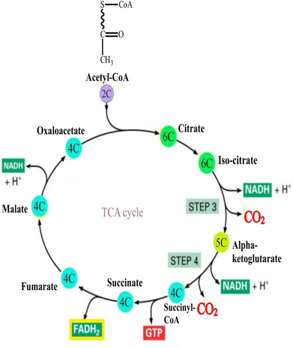 Chapter 11.5 Solutions | Prescott's Microbiology 10th Edition | Chegg.com