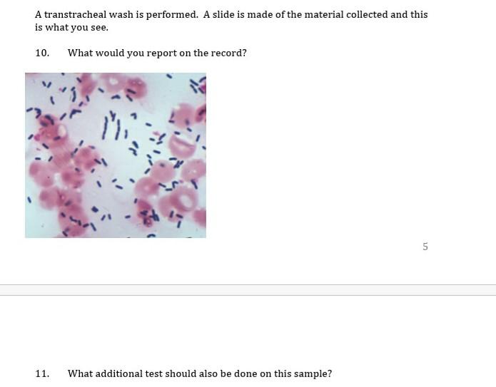 A transtracheal wash is performed. A slide is made of the material collected and this is what you see. 10. What would you rep