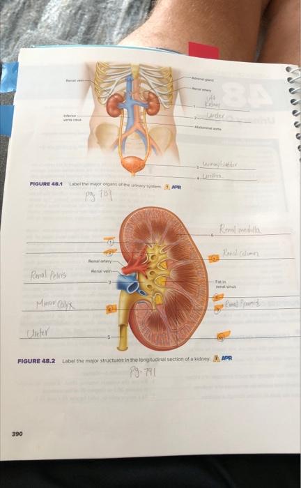 Label the major structures in the longitudinal | Chegg.com